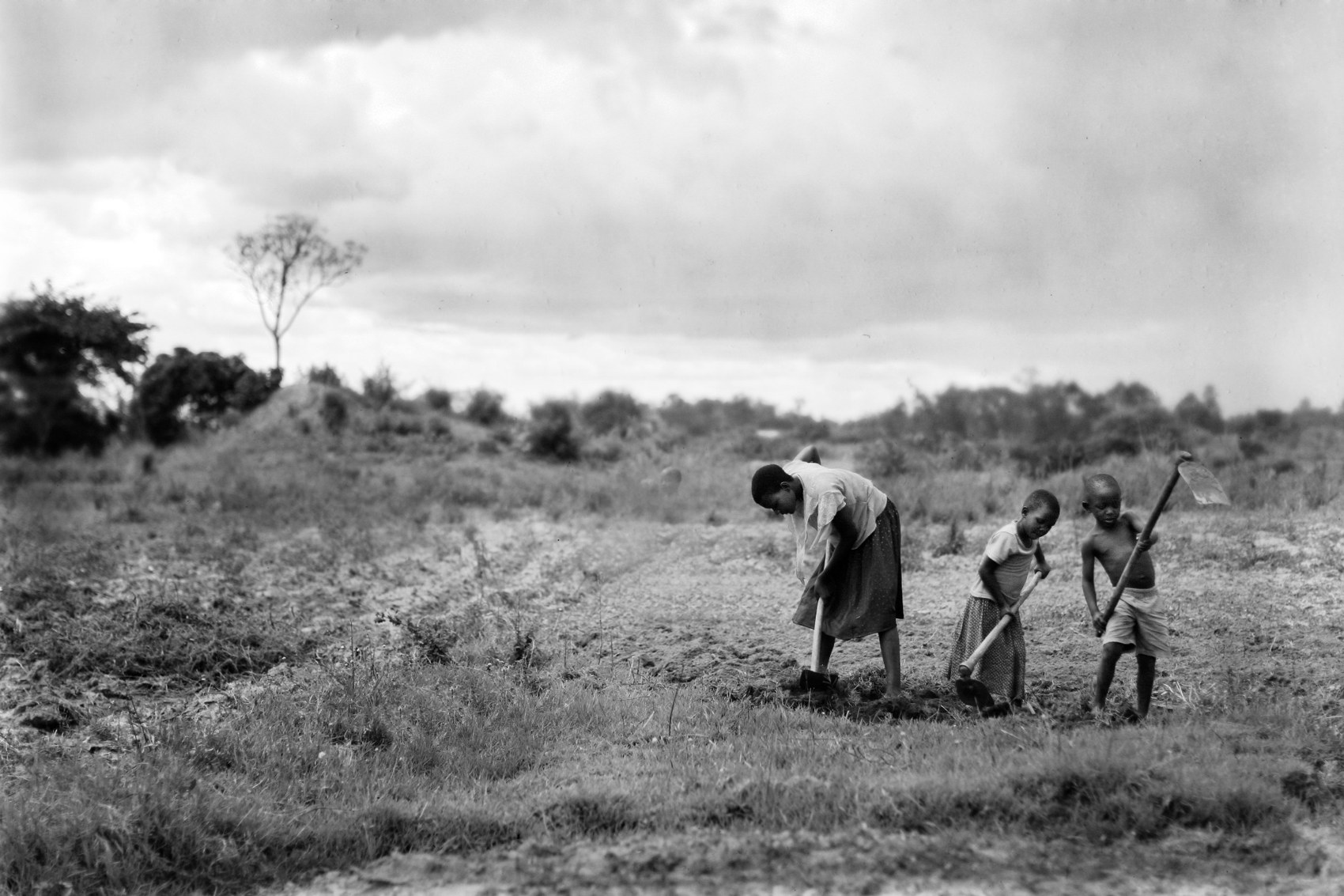 People working a field